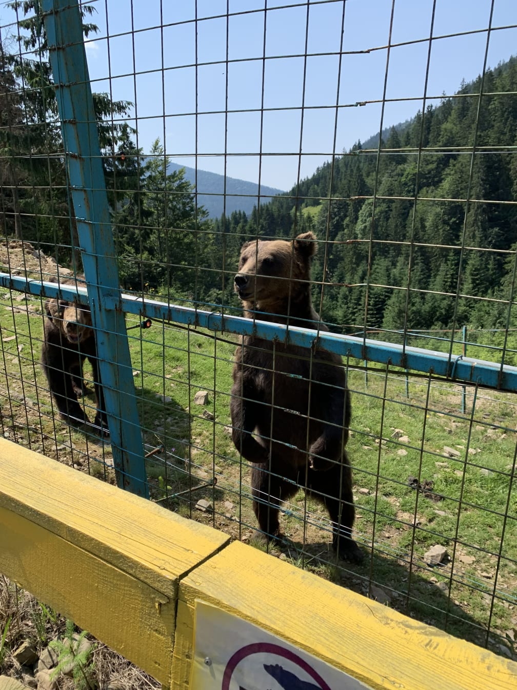 One of our stops was a bear preserve. Pretty cool! (As long as they’re on that side of the fence.)