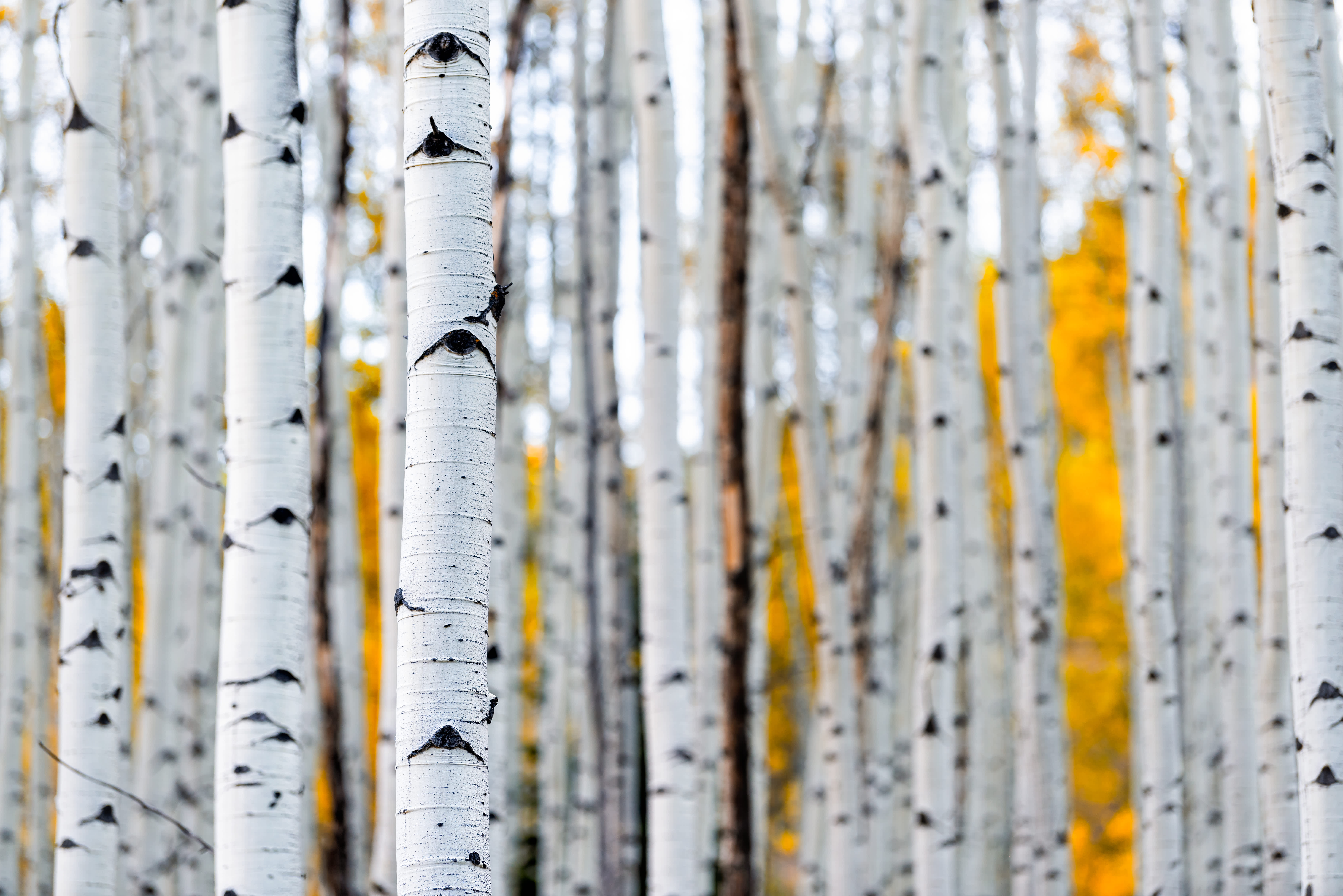 AdobeStock_303927317