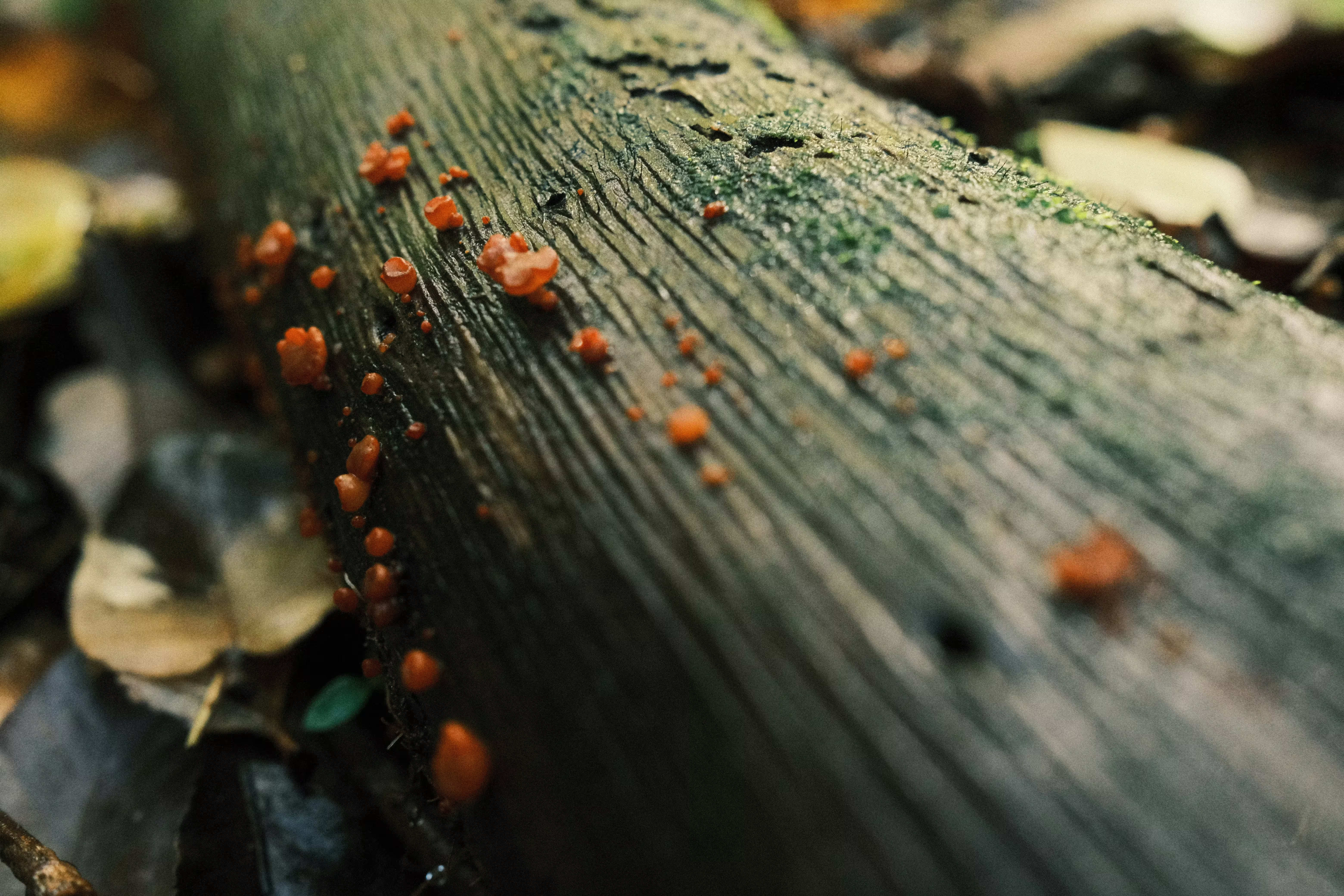 The Strange Animals That Defy Everything We Thought We Knew About Biology - Featured image