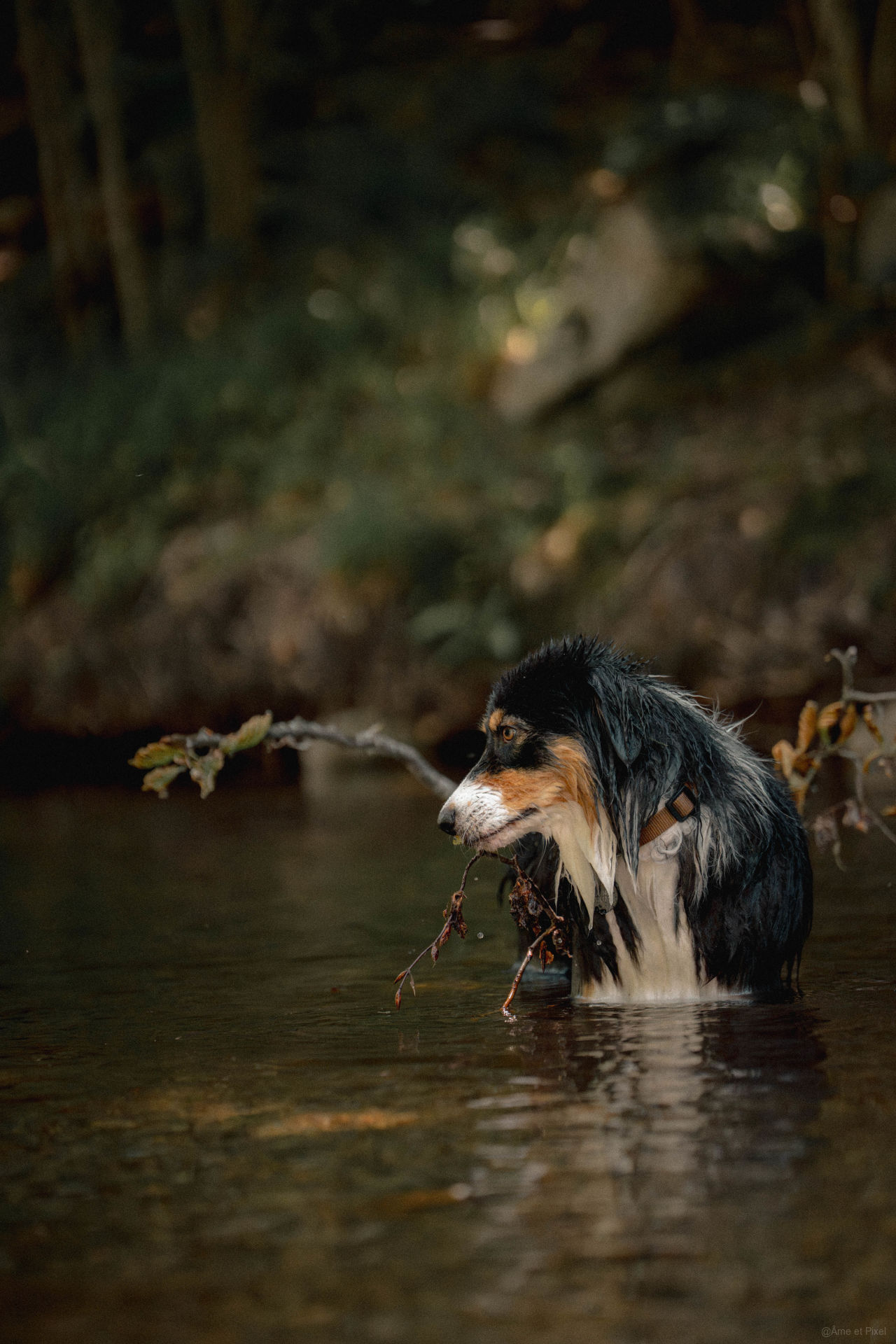 Pixel, berger australien tricolore, dans la rivière avec une branche dans la gueule