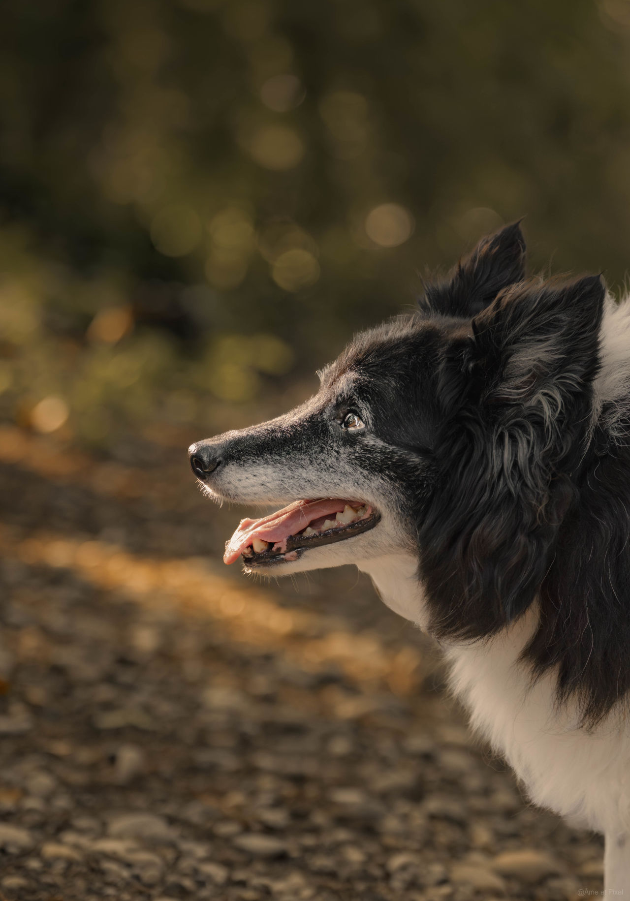 Django, border collie noir et blanc, de profil gueule ouverte, lumière dorée en forêt