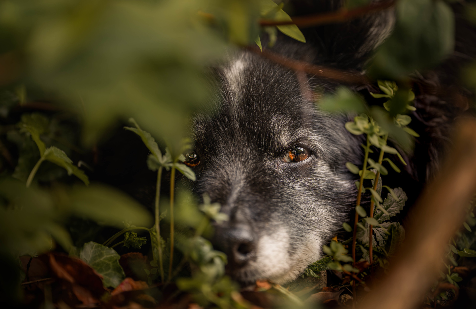Django, vieux border collie au museau grisonnant, tapi dans les fourrés, regard ambré entre les feuilles