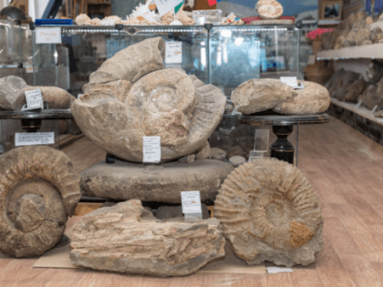 В Дагестане наблюдается резкий рост числа посетителей музея палеонтологии.