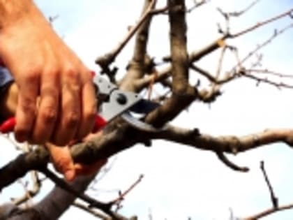 В Гумбете пройдёт конкурс «Лучший обрезчик сада»