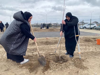 В кизилюртовском «Саду памяти» посадили деревья.