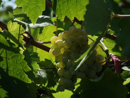 Виноградари Дагестана принесли бюджету более 7,7 млрд рублей налогов