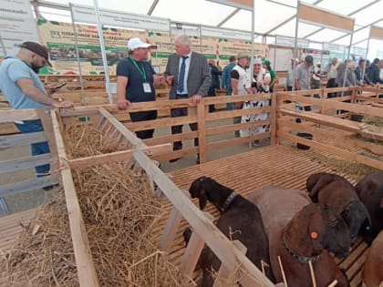 Магомедали Абдулаев: «Серьезная проблема для животноводов Дагестана – найти пастуха»