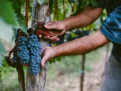 Виноградари Дагестана могут получить господдержку, обратившись в МФЦ