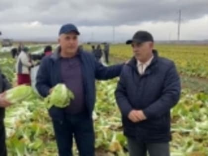 В Дербентском районе собирают зимний урожай пекинской капусты