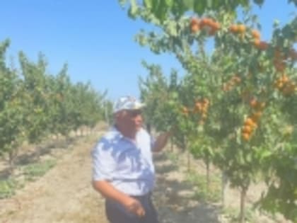 В Дагестане заложен первый абрикосовый интенсивный сад