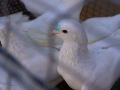 В Дербенте проходит выставка-ярмарка голубей