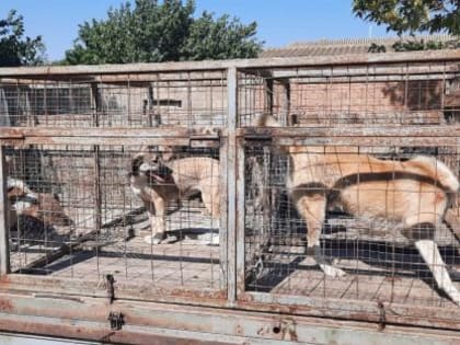 УСХ продолжает работу с безнадзорными животными