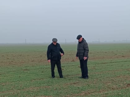 Обследование состояния посевов озимых  идет на полях Хасавюртовского района