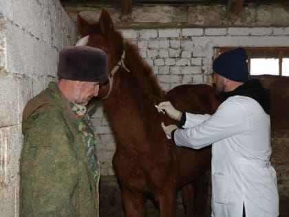 В Казбековском районе начались мероприятия по идентификации сельскохозяйственных животных
