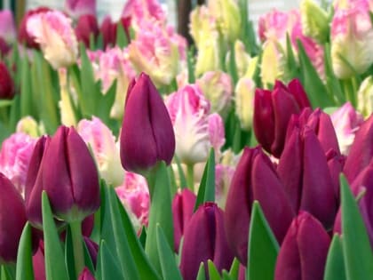 В Махачкале активными темпами проводится озеленение городских территорий