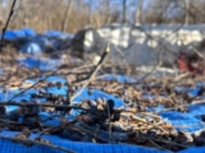 В Гумбетовском районе проходит сбор чёрной хурмы