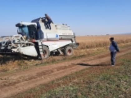 В СПК «Данухский» идёт сбор урожая кукурузы