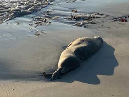 Минприроды Дагестана высказалось по фактам  гибели каспийского тюленя на побережье Каспийского моря