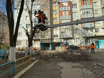 Столичные коммунальщики спилили аварийные и ветхие деревья