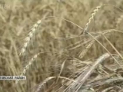 Телекомпания «Дагестан» показала сюжет о возрождении полбы в Гумбете