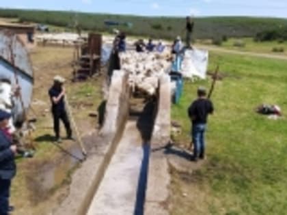 Поголовье МРС хозяйств Гумбета проходит купку во время перегона