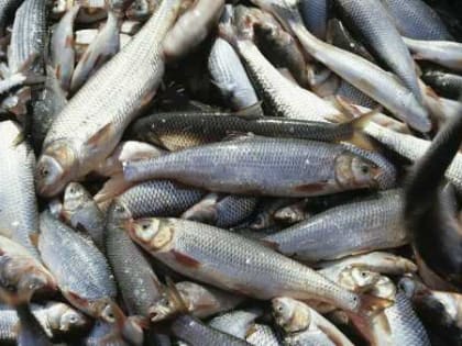 В Дагестане установлен лимит вылова кутума на 2023 год