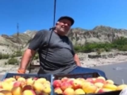 Телеканал НТВ показал сбор урожая абрикосов в Гумбете