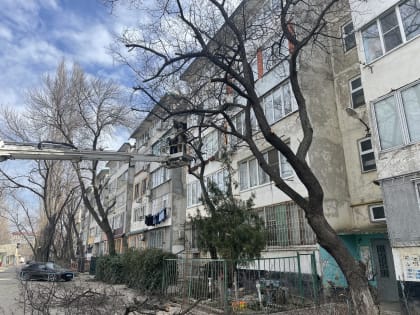 Омоложение дереьев