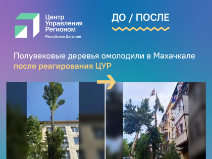 Полувековые деревья омолодили в Махачкале после реагирования ЦУР
