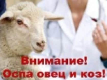 Россельхознадзор по Дагестану информирует: внимание – оспа овец и коз