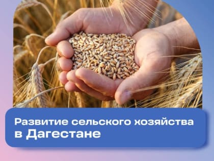 В Дагестане увеличат посевы черного тмина в 2025 году