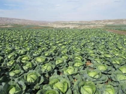Дагестан в текущем году собрал рекордный урожай капусты