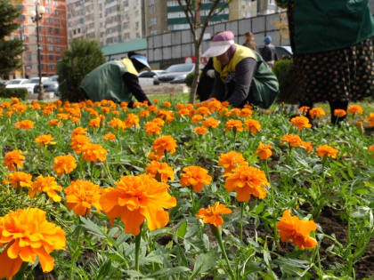 Озеленители Махачкалы приступили к посадке декоративных и однолетних цветов