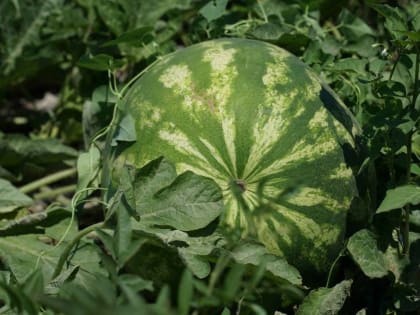 Дагестан увеличил площадь под бахчевыми культурами до 8 тысяч гектаров