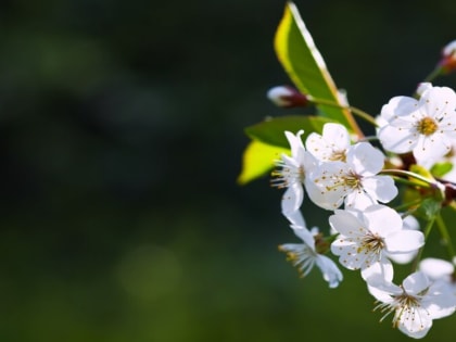 Синоптик Позднякова спрогнозировала аномальную весну в Подмосковье