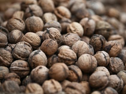 Роспотребнадзор предупредил россиян об опасности зараженных орехов