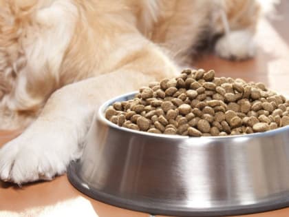 В Подмосковье займутся импортозамещением кормов для собак