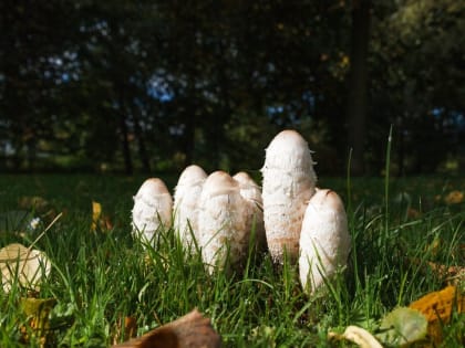 Жительница Звенигорода поделилась необычной историей