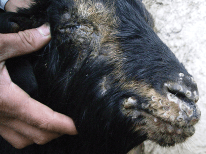 Памятка владельцам сельскохозяйственных животных по профилактике оспы овец и коз