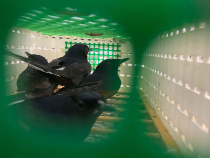 Во Внуково пресечена попытка контрабанды птиц из Вьетнама