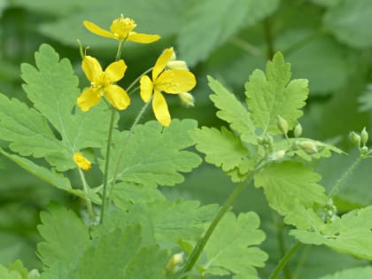 Без этого природного доктора на даче не обойтись