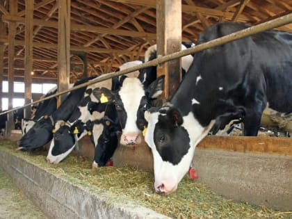 Искусственный интеллект проанализировал состояние более 640 тыс. га сельскохозяйственных земель в Подмосковье