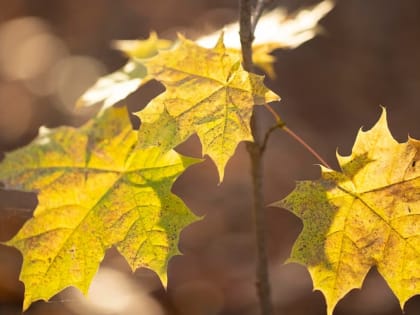 Непогода в Черноголовке: предстоящая ночь станет самой холодной в сентябре