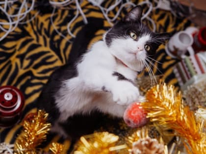 Оказывается, у наших любимых питомцев - кошек и котов - есть свой праздник