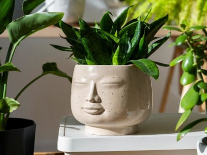 Трёхлетний ребёнок попал в больницу с ожогами из-за популярного цветка