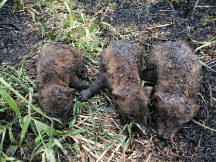 В Волоколамске лесничие спасли из огня лисят