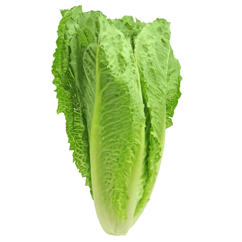 Lechuga italiana