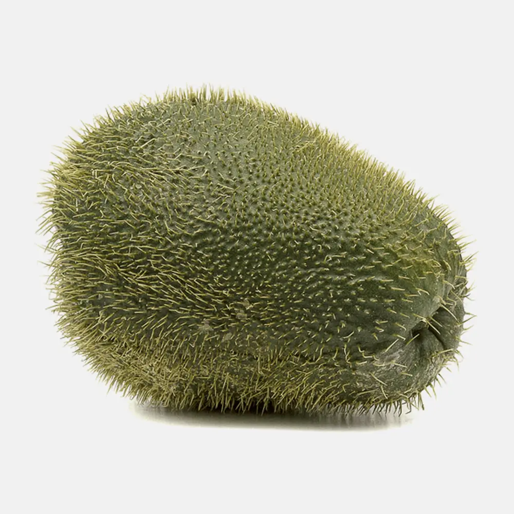 Chayote con espinas
