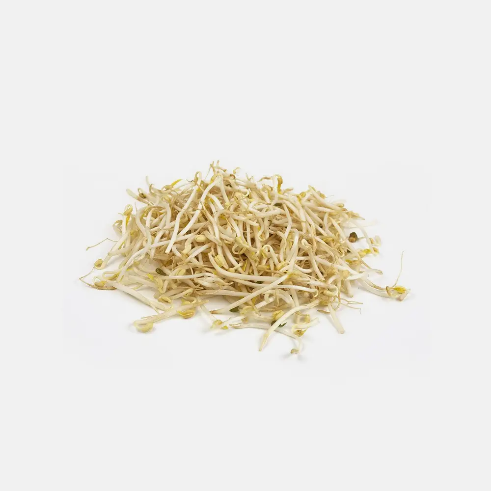 Germinado de soya, alfalfa, lenteja o trigo