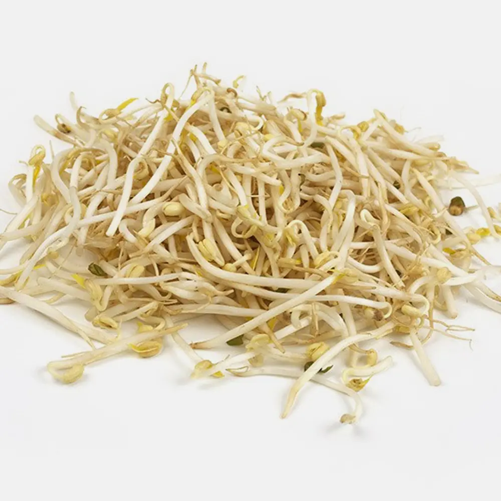 Germinado de soya, alfalfa, lenteja o trigo